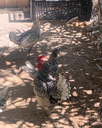 Sebtright galline coppie