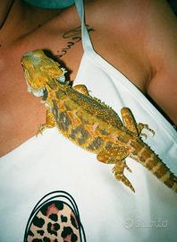 Drago barbuto