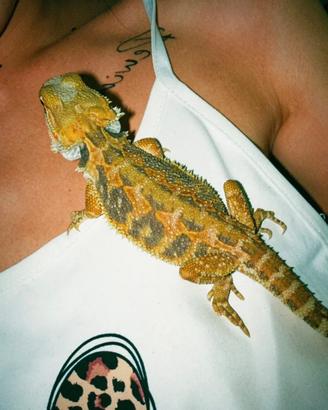 Drago barbuto