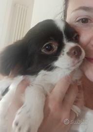 Chihuahua marche