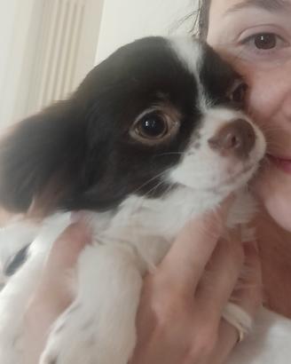 Chihuahua marche