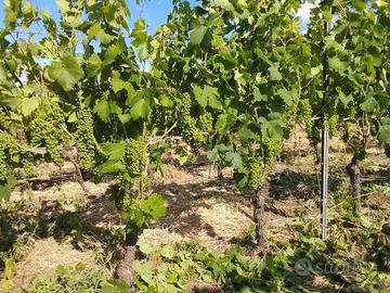 UVA  primitivo doc 