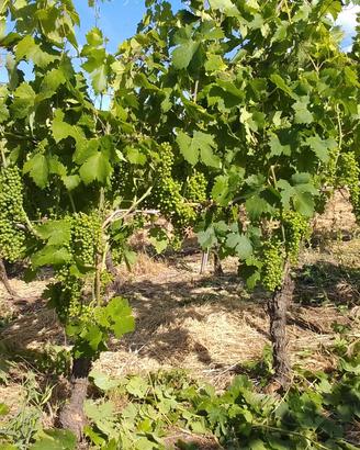 UVA  primitivo doc 