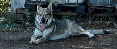 Lupo cecoslovacco