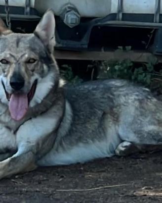 Lupo cecoslovacco