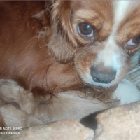 5 cuccioli di cavalier King Red e bianco arancio