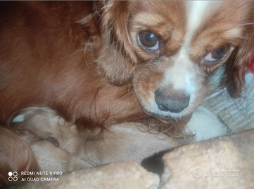 5 cuccioli di cavalier King Red e bianco arancio