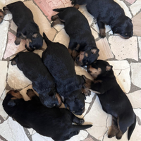 Rottweiler