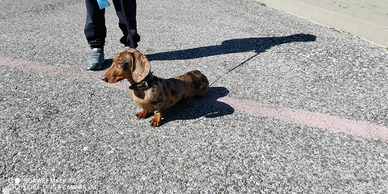 Per monte bassotto arlecchino choco