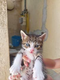 Gattini