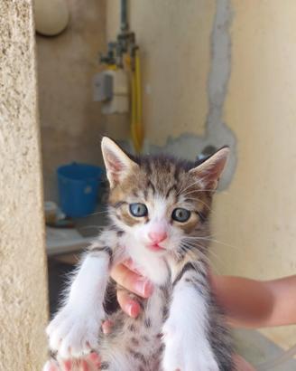 Gattini