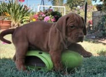 Cuccioli Vizsla (bracco ungherese)