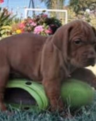 Cuccioli Vizsla (bracco ungherese)
