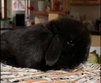 Coniglio MINILOP black