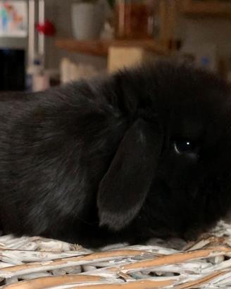 Coniglio MINILOP black