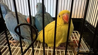 Parrochetto dal collare