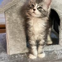 Maine Coon