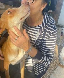 Wendy meravigliosa cagnolina