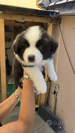 Splendidi Cuccioli Border Collie
