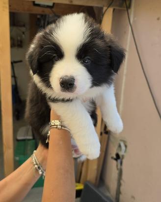 Splendidi Cuccioli Border Collie