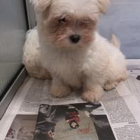 Cuccioli di maltese toy