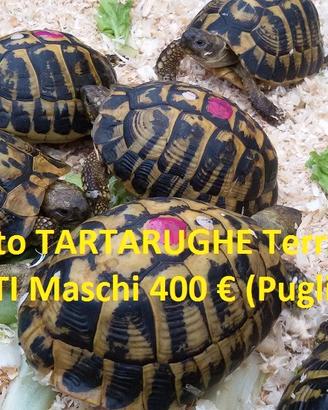 TARTARUGHE - Hermanni ADULTI (Tutta ITALIA)