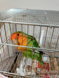 Coppia di inseparabili
