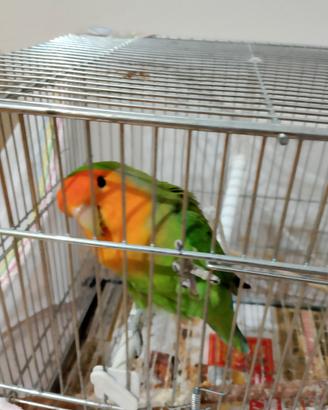 Coppia di inseparabili