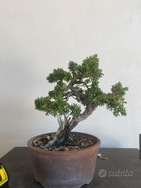 Bonsai Ginepro kishu mame