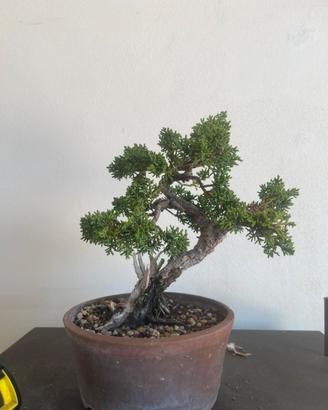 Bonsai Ginepro kishu mame