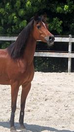 Femmina purosangue araba