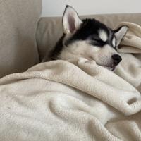 Cucciola di Husky Siberiano - 3 mesi