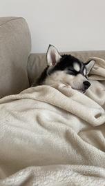 Cucciola di Husky Siberiano - 3 mesi