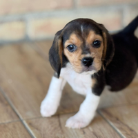 Beagle