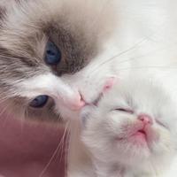 Cuccioli Ragdoll