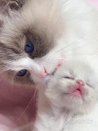 Cuccioli Ragdoll