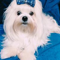 Maltese con pedigree ENCI per monta