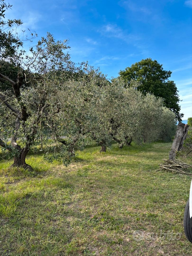 Fauglia (PI) terreno agricolo con annesso - Vista 2