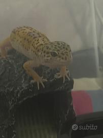 Geco Leopardino