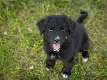 Cucciolo femmina golden mix 2 mesi
