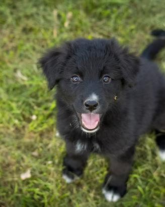 Cucciolo femmina golden mix 2 mesi