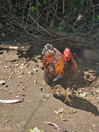 Gallo wyandotte