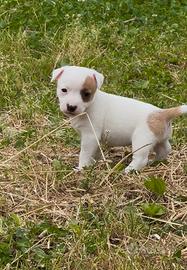 Jack russell