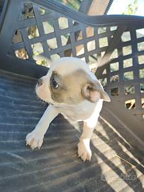 Bulldog francese femmina beige