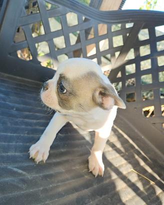 Bulldog francese femmina beige