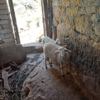 Agnello da latte da riproduzione