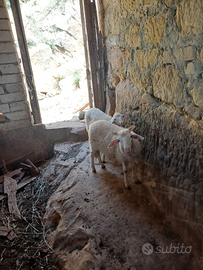 Agnello da latte da riproduzione