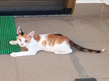 Gattina di circa 2 mesi per adozione