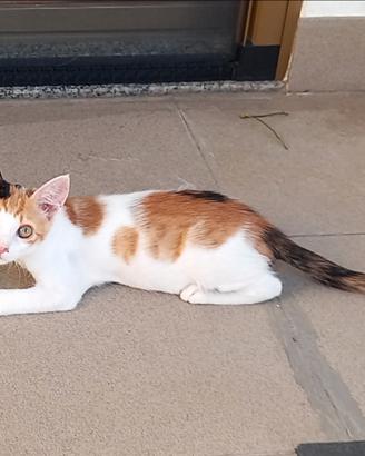 Gattina di circa 2 mesi per adozione