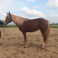 Quarter haflinger